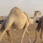 حايل كفو للبيع
