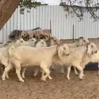 معزا بيض برص بفحلها