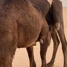 قعود وبكره سمان عل الحليب
