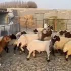 نعيم
