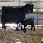 معزا عوارض مواليد