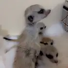 تيمون   ميركات   سرقاط