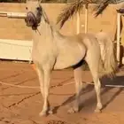 فرس مصريه بيور فاخرة هاديه ولقاح