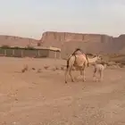 خلفه شقحام ام ثالث