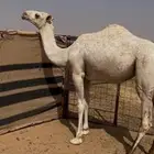 للبيع بكره عونيه طيبه