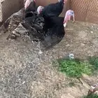 رومي