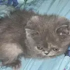 قطه بيكي فيس لون نادر ومطلوب