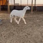 طليان حريه ثلاث شهور اربع نضاف وسمان