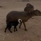 للبيع سواكن مهجنه ب نعيم وليد