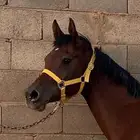 فرس واهو