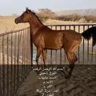 الحصان الكفو للبيع وسبوق وشخصيته قويه ولا يتواصل الا الصامل