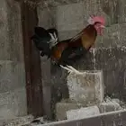 ديك ترثه للبيع