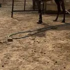 للبيع بعير اصفر باكستاني