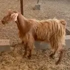عنز حايل وفل شحم