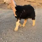 تم البيع