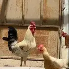 ديك فرق وتاج تم البيع