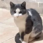 قطط صغيره لتبني