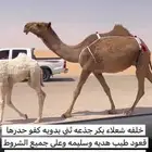 خلفه شعلا ثنيه طيبه حدرها قعود