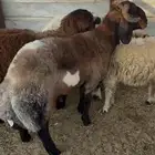 خروف جذع