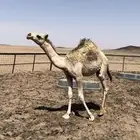 حاشي