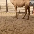 بكره شعلا