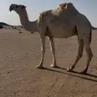 ناقه ضروبه للبيع طيبه