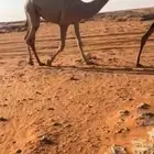 مفروده تحقق علا ولد سلمان الفصام سيلمة العذاريب