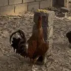 ديك ترثه اصيل