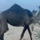 مفروده للبيع