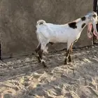 تيس هولندي صنف