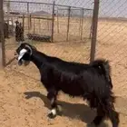 جذعه طيبه لثلاجه شحم
