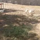 أغنام حريات