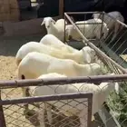 7طليان طيبه