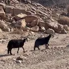 انعاج صنف لبيع اقبل بدل بشي مناسب