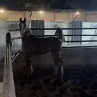 مهره واهو سليمه شرط ما عادا تقدم