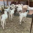 تيووس