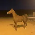 فرس شعبيه سبوق