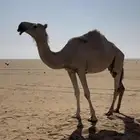 للبيع عشرا ضروبه
