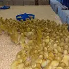 صوص بط متوفر 500حبه