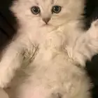 سكوتش فولد لتبني
