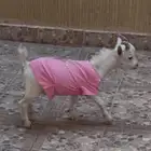 تيس قزم قزوم