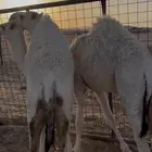 حشو للبيع قعود وبكره قصب