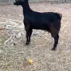 عنز حميسه كفو فل