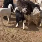 غنم نجد متابيع