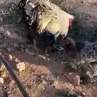 دجاج مسرول وعادي