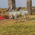 جفير بيشيات فاخره
