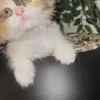 قطه عمرها شهرين لعوب و شقيه مشاءلله و معاها مستلزماتها