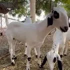 مشروع بيشي ولد جلمود صنف فاخر