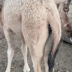 بكره عمرها 5 اشهر على حليب أمها فل شحم سراة عبيده