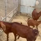 العرضية الجنوبية بني رزق